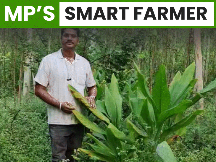 seoni-malwa-farmer-turns-22-acres-land-into-green-enterprise:left-studies-to-start-multi-crop-farming,-grows-turmeric,-amla-eucalyptus;-earns-₹32-lakh-annually