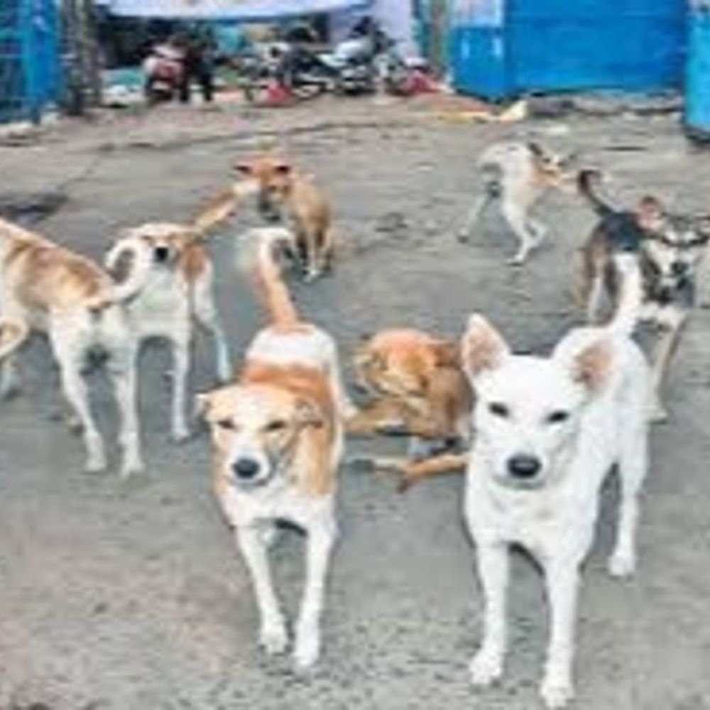 over-10-lakh-street-dogs-across-madhya-pradesh:indore-reports-most-attacks;-in-bhopal,-stray-released-at-same-spots-after-50-daily-sterilizations
