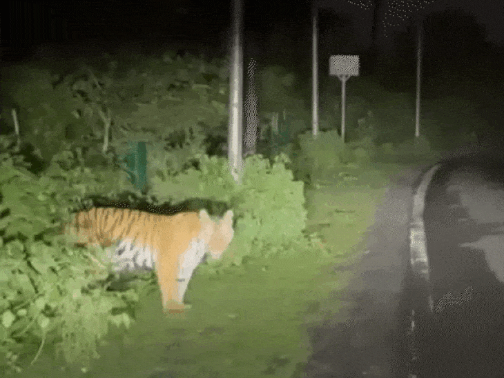 ‘tiger-state’-gears-up-for-census-2026:madhya-pradesh-readies-with-app-tracking,-field-drills-and-dna-tests-for-accurate-count;-785-tigers-recorded-in-2022