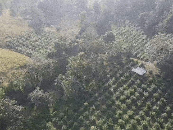 police-seize-marijuana-worth-₹1.77-crore-in-khargone:cultivator-grows-crop-in-no-network-forest-zone,-drone-surveillance-helps-police-find-3,200-cannabis-plants