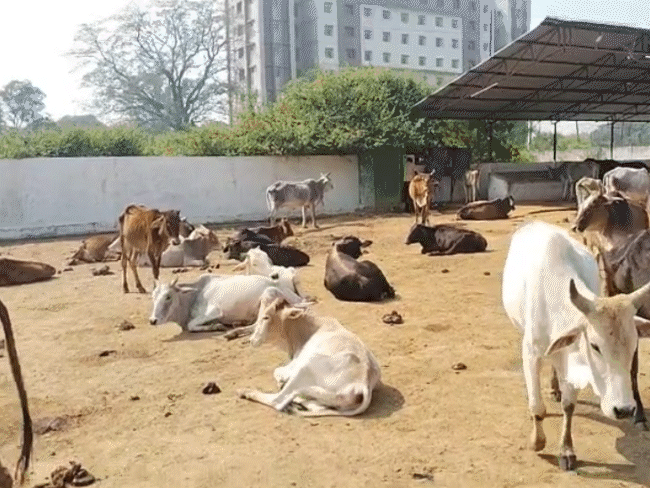 infection-outbreak-among-cattle-in-mp,-23-dead:cow-protectors-allege-‘no-fodder-or-water’;-5-people-ill-after-consuming-infected-milk