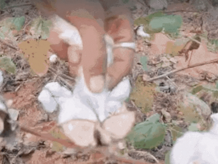 haryana-engineer-scripts-success-story-by-farming-in-mp:had-quit-lucrative-job;-grows-cotton-on-22-acres-in-katni,-making-annual-profits-of-₹25l-to-₹30l