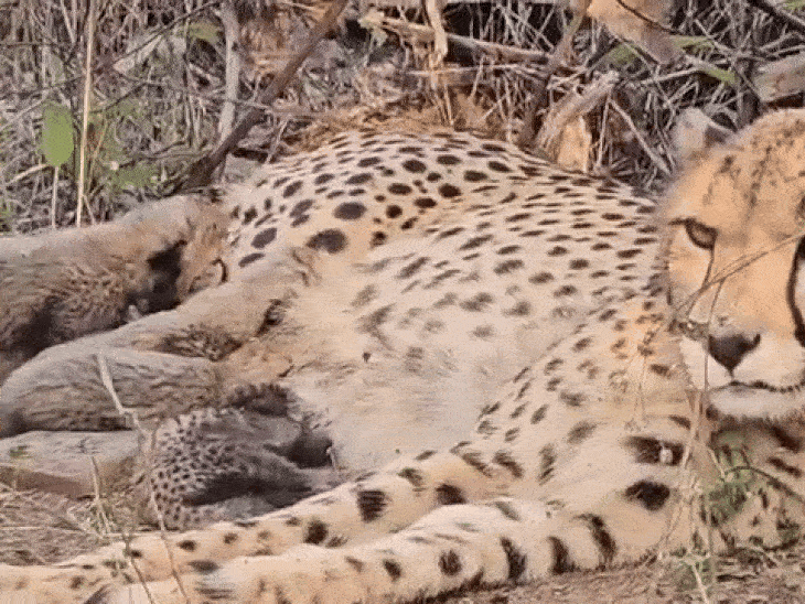 cheetah-‘mukhi’-gives-birth-to-five-cubs:india’s-first-successful-cheetah-breeding-marks-major-milestone;-cm-mohan-yadav-congratulates-project-cheetah-team
