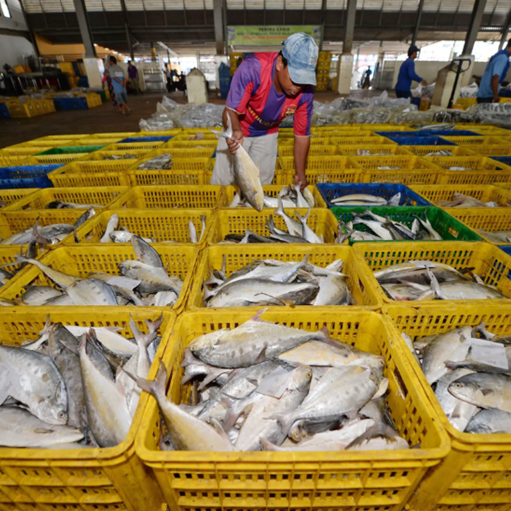 india-benefits-from-china’s-ban-on-japanese-seafood:dispute-between-two-countries-leads-to-rise-in-indian-companies’-shares