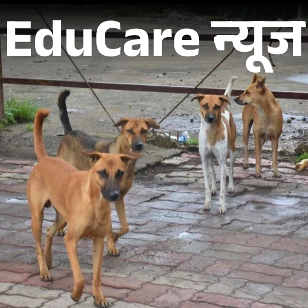 छत्‍तीसगढ़-में-स्‍कूल-प्रिंसिपल-करेंगे-आवारा-कुत्‍तों-की-निगरानी:काटने-पर-इलाज-भी-कराएंगे;-कांग्रेस-ने-कहा-शिक्षक-पढ़ाने-के-अलावा-हर-काम-कर-रहे-हैं