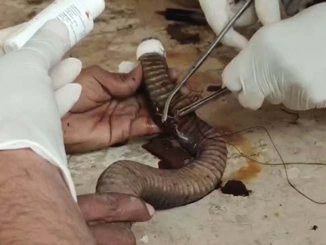 cobra-undergoes-emeregency-surgery-in-ujjain,-gets-80-stitches:team-of-4-doctors-operates-for-2-hours-after-serpent-gets-injured-from-bulldozer-claw