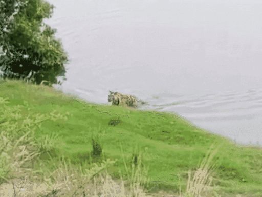 mp-bans-night-safaris-across-all-tiger-reserves:wildlife-safety-prioritised-after-supreme-court-ruling;-refunds-to-follow-for-bookings