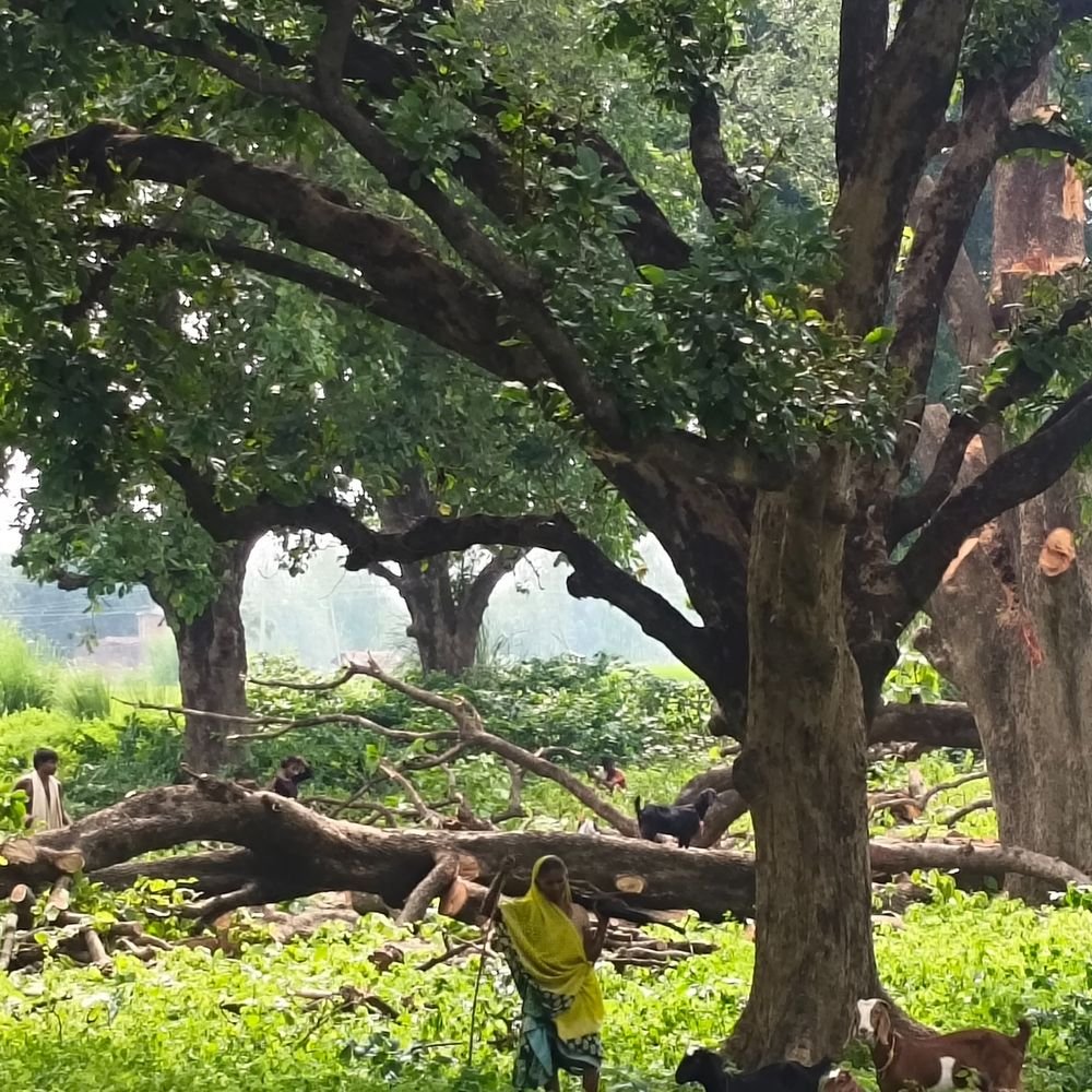 6,000-trees-to-be-felled-for-41-km-road-in-bhopal:new-alignment-for-western-bypass-approved;-indore-distance-to-cut-by-21-km