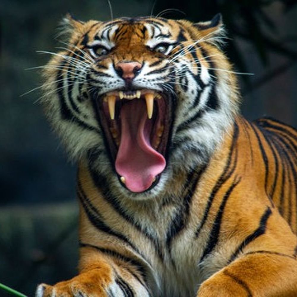 tiger-census-begins-across-the-country:str-changes-safari-timing-to-7:30-am;-450-employees-and-volunteers-from-8-states-take-part-in-counting