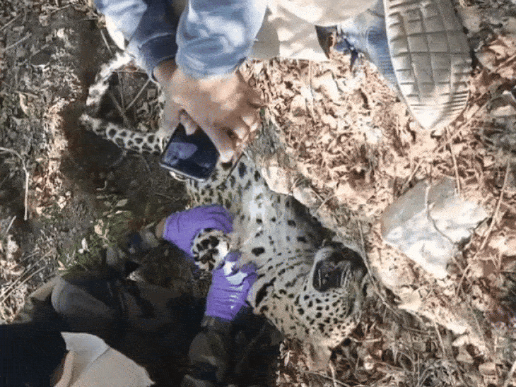 forest-teams-suspect-statewide-poaching-network-in-leopard-killing:dog-squad-tracks-trail-to-farmhouse,-officials-question-landowners,-seek-call-records-and-location