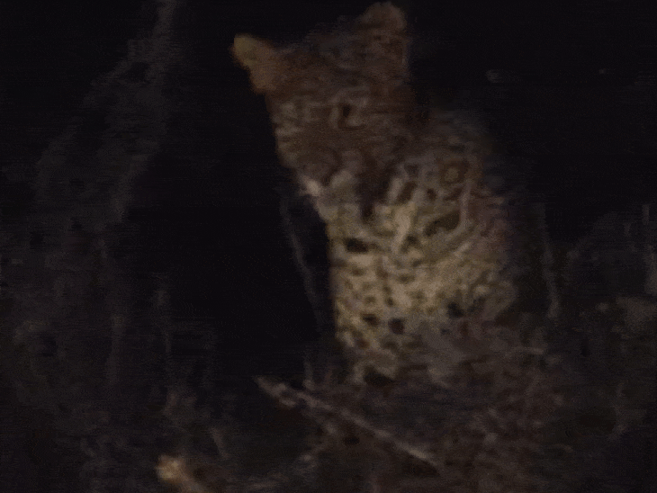 leopard-spotted-near-indore-trenching-ground:forest-teams-boost-surveillance,-installing-thermal-drone;-expanding-colonies-near-ralamandal-increase-leopard-sightings
