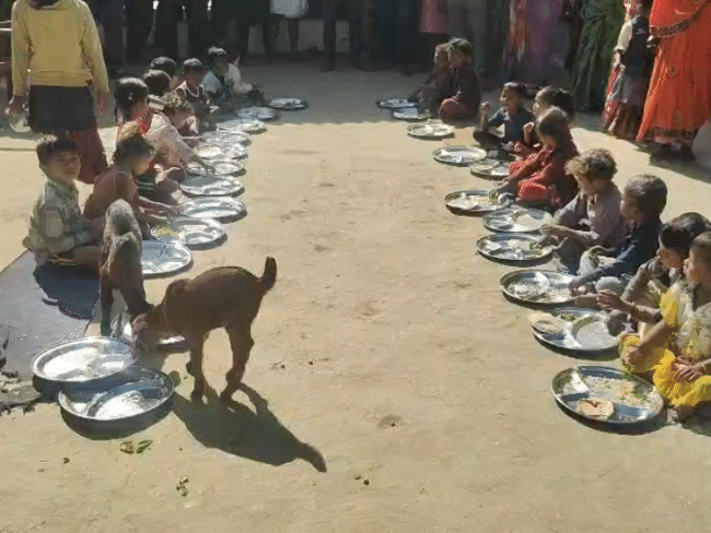goats-seen-eating-alongside-children-at-katni-anganwadi:video-exposes-child-nutrition-lapses-in-mp;-sheopur-kids-fed-on-scrap-paper