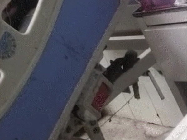 from-beds-to-lunch-boxes,-rats-overrun-orthopaedic-ward:after-jabalpur-medical-college,-district-hospital-puts-patients-life-in-danger