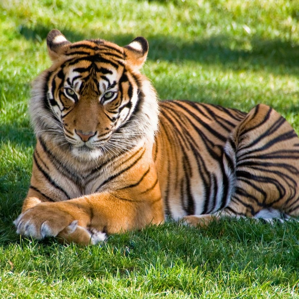 tigers-face-genetic-crisis-in-rajasthan:madhya-pradesh-govt-sends-3-tigers-including-a-tigress-from-pench-to-improve-gene-quality