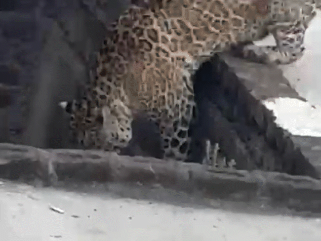 leopard-enters-mandsaur-residential-area,-causing-panic:animal-runs-through-streets,-sits-in-under-construction-house;-authorities-set-up-cage-to-rescue