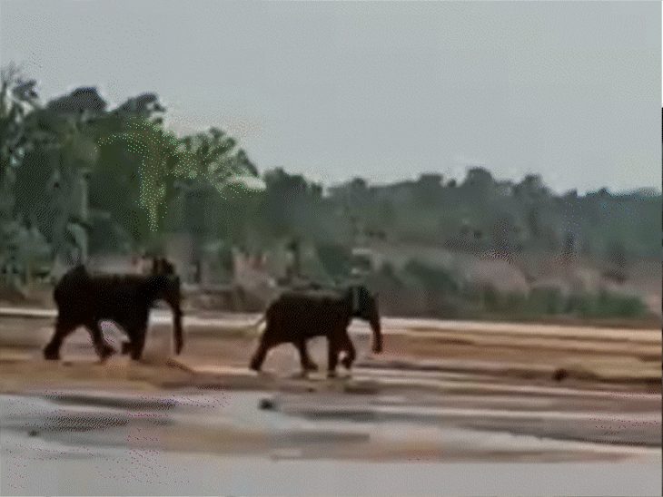 elephant-tiger-corridor-altered-for-singrauli-mine:18-rare-species-at-risk-due-to-deforestation,-check-how-the-map-was-altered-in-files