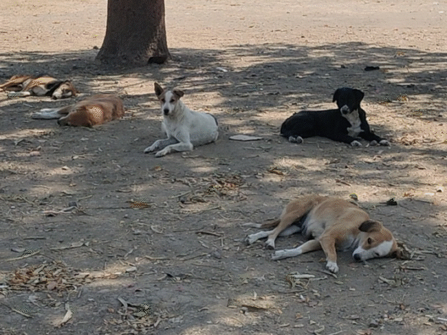 sterilisation-of-2.5-lakh-dogs-in-indore:rs-25-crore-spent;-80%-claim-fails-as-dog-numbers-rise-with-over-4,500-bite-cases