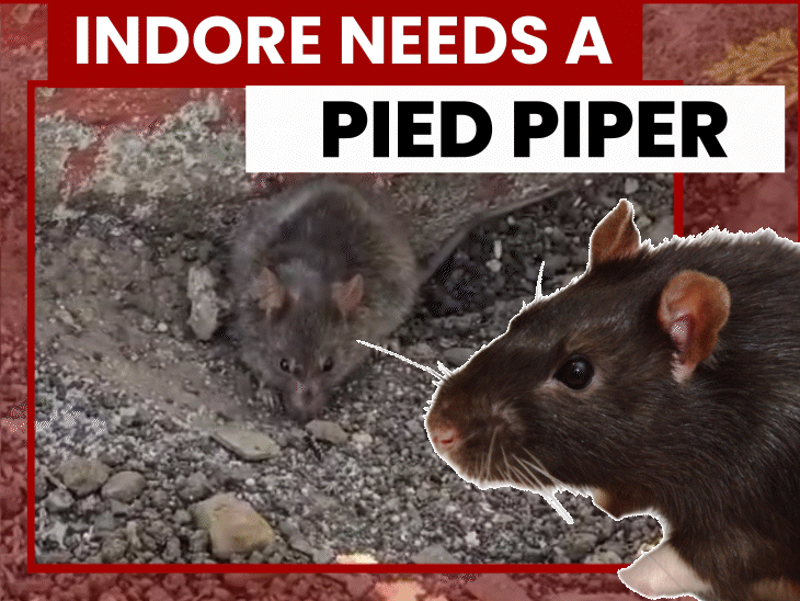 indore-battles-rat-menace-as-1,100-bite-cases-in-6-month:from-hospitals,-airport-to-car-fires,-crisis-deepens-with-infant-deaths,-bridge-collapse;-cleanest-city-loses-crores