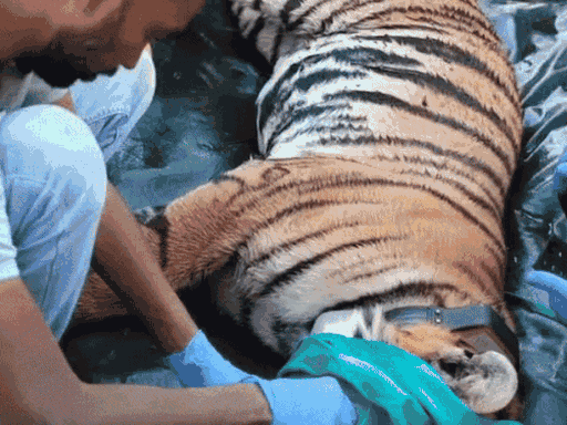 tigress-airlifted-from-mp-to-rajasthan:arrives-in-jaipur-by-army-helicopter,-set-to-improve-tiger-genetics-and-strengthen-wildlife-conservation-efforts
