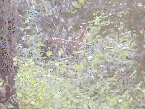 rajasthan-brings-tigress-from-mp-to-boost-tiger-genetics:controlled-by-4-elephants,-evaded-a-50-member-team-for-25-days,-now-under-constant-monitoring