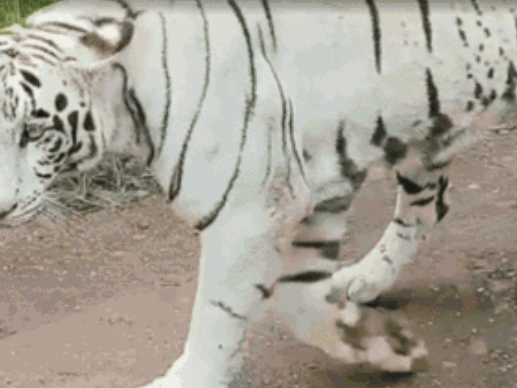 birds-eat-boiled-eggs,-animals-get-winter-diets-in-mp:white-tiger-diet-revised-as-mukundpur-safari-makes-arrangements-for-snakes,-pythons-during-cold