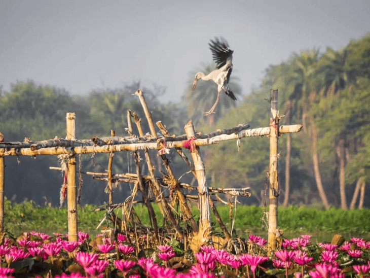 mp-finalises-plan-for-asian-waterbird-census-2026:census-on-january-3–4-to-document-waterbird-abundance,-wetland-health-via-public-participation-across-state