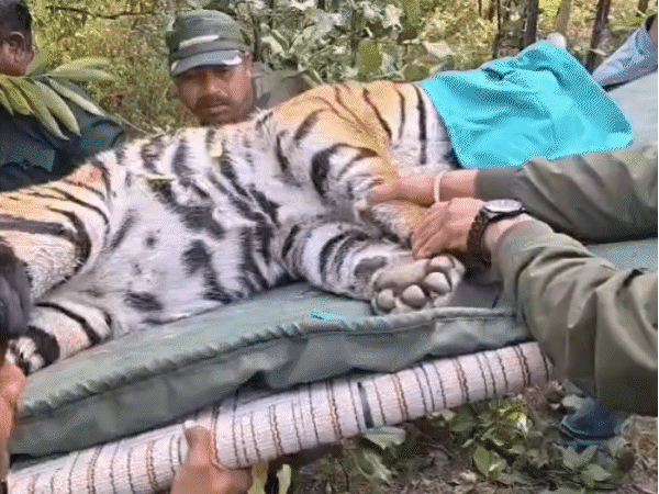 60-cameras-installed-to-track-roaming-tigress:tigress-outsmarts-50-forest-personnel-for-25-days-before-army-airlifts-it-safely-to-rajasthan