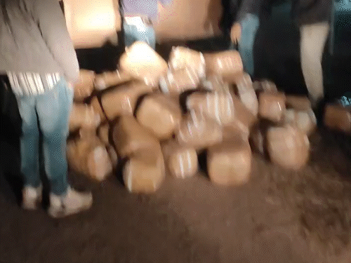 stf-chases-drug-traffickers-for-152-km-at-mp–chhattisgarh-border:seizes-599-kg-ganja-worth-over-₹1cr-ahead-of-new-year;-2-arrested