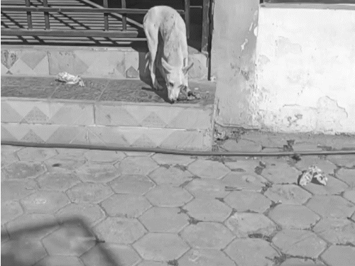 newborn’s-body-becomes-prey-to-dogs-in-ganjbasoda:locals-rescue-it-near-cremation-ground;-police-get-it-reburied