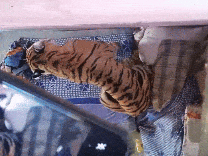 tiger-attacks-villager-in-umaria,-sits-inside-house:youth-badly-injured-in-one-swoop;-forest-team-rushes-to-rescue