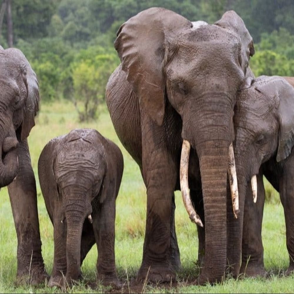 elephants-return-to-madhya-pradesh-after-a-century:97-elephants-came-from-chhattisgarh-and-have-now-settled-in-the-state,-marking-a-historic-homecoming