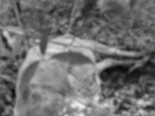 leopard-attacks-10-year-old-boy-in-katni,-child-dies:went-to-collect-firewood-with-sister-in-katni;-forest-staff-search-using-drone