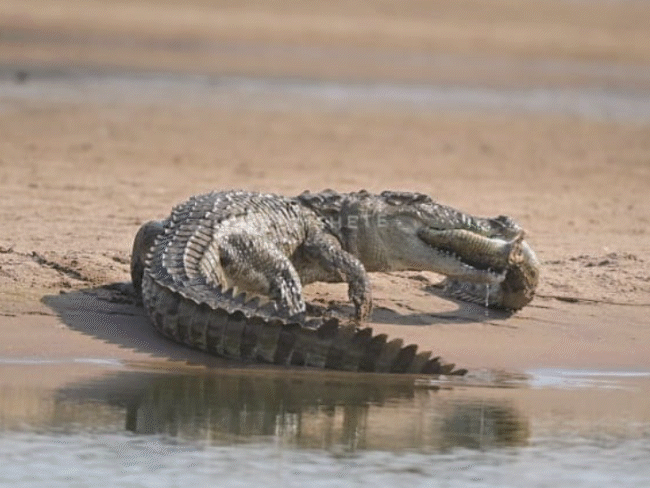 crocodiles-preying-on-young-gharials-in-chambal-sanctuary:radio-transmitters-expose-killings;-officials-seek-ways-to-protect-‘safe-haven’