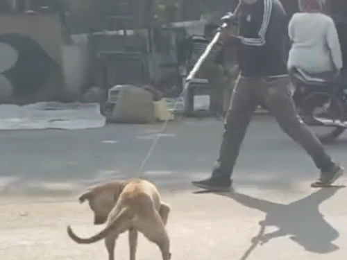 mad-dog-dies-after-biting-40-people-in-ujjain:panic-grips-mahidpur-area;-separate-incident-sees-12-dogs-attack-school-student-in-gwalior