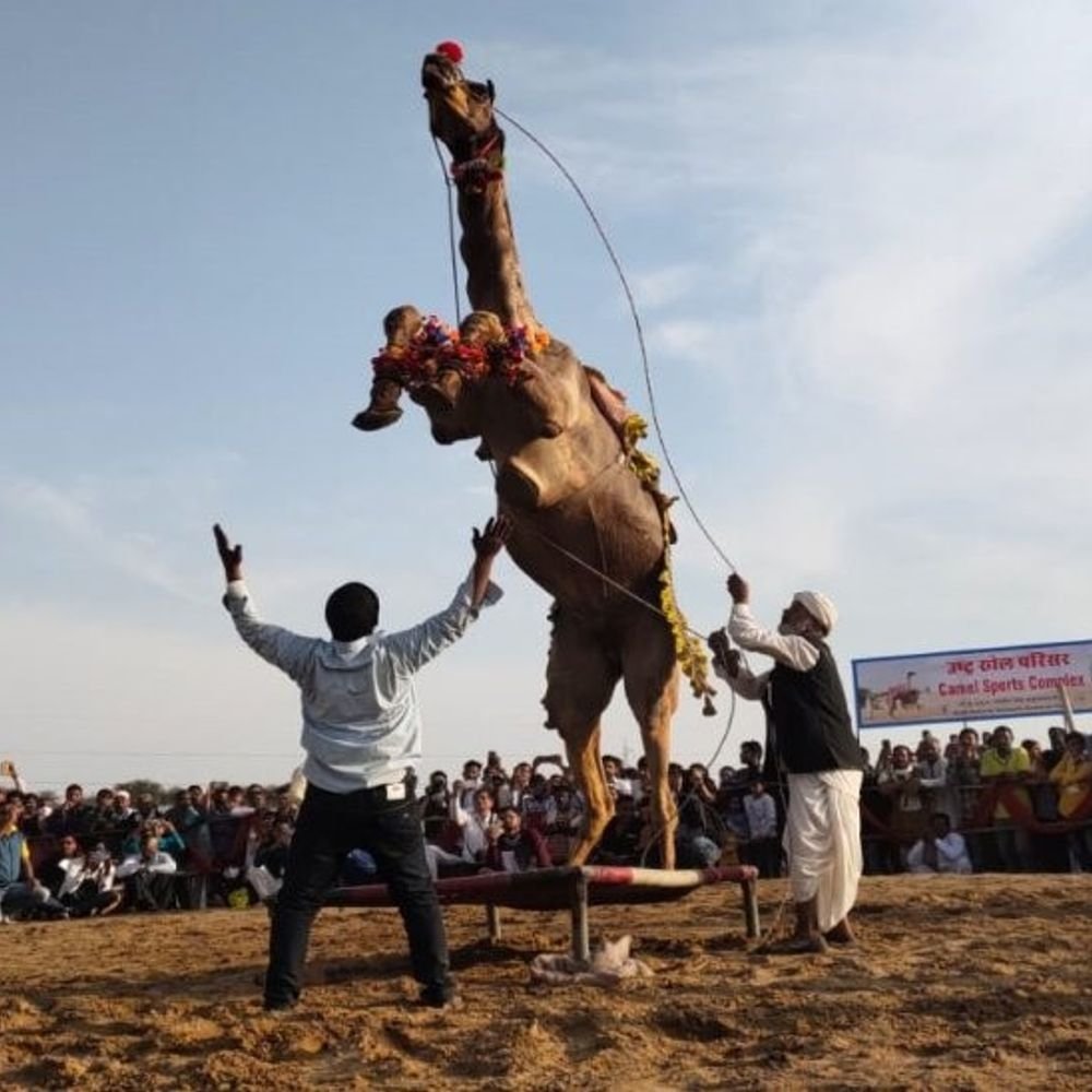 international-camel-festival-to-begin-in-bikaner-from-jan-9:heritage-walk-from-laxminath-temple,-‘mr-bikana’-show-at-dharanidhar-ground