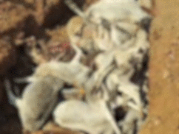 16-cow-carcasses-dumped-in-pits,-dogs-feed-on-remains:gaushala-and-civic-body-avoid-accountability-in-rajgarh;-cold-hunger-blamed-for-deaths