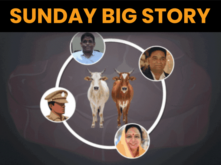 police-doctors-nagar-nigam-bow-before-cow-smugglers:meat-of-260-cows-is-released-as-buffalo-meat-officers-feared-questioning-by-aslam-chamada-case