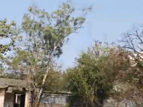 150-trees-face-threat-of-felling-in-bhopal:employees-green-groups-announce-chipko-protest-against-food-building-project-in-mp-nagar-area