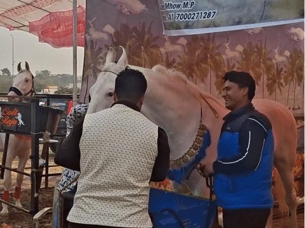 indore-hosts-madhya-pradesh’s-first-horse-show:murtazil-worth-₹1-cr-wins-championship;-3-year-old-stands-70-inches-tall-measures-15-feet