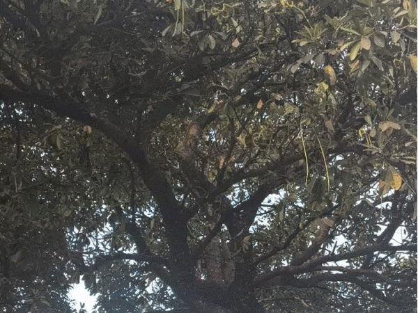order-issued-to-fell-50,000-trees-planted-for-greenery:forty-year-old-conocarpus-and-saptaparni-labelled-silent-killers;-blamed-for-rising-health-risks-to-humans-in-cities