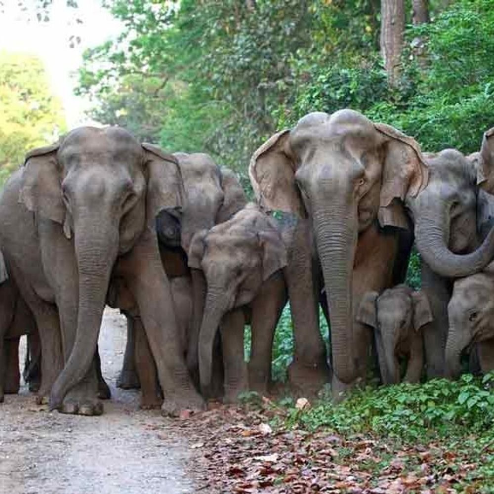 elephant-corridor-route-altered-in-singrauli-coal-block-working-plan:why-forest-officials’-reports-contradict-each-other