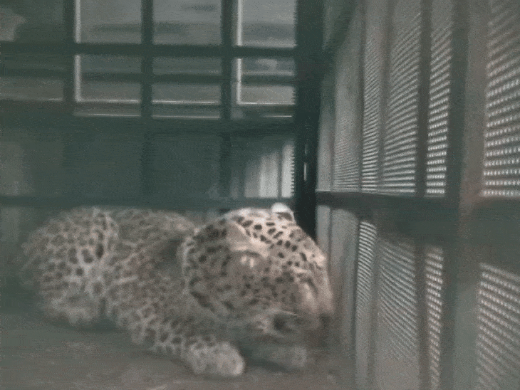 forest-department-rescues-leopard-in-indore-after-five-days:female-leopard-rescued-from-sanawadia-after-livestock-attacks;-examined-at-city-zoo,-to-be-released-into-forest