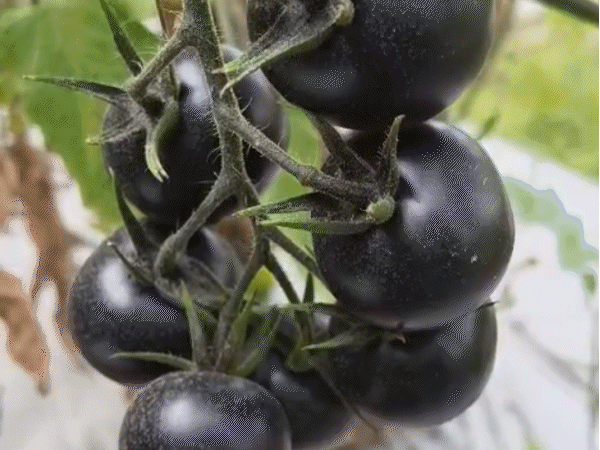 betul-farmer-experiments-with-us-variety-black-tomato-cultivation:earns-up-to-₹1,000-per-kg;-shows-higher-profit-margins-amid-rising-farming-costs