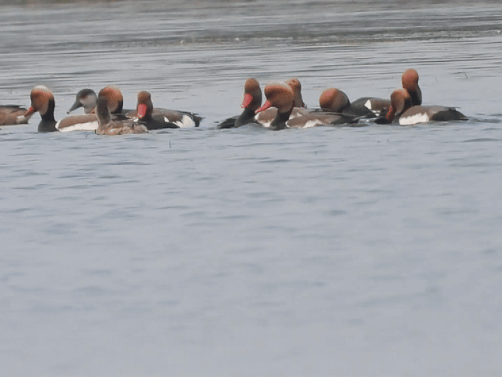 impact-of-climate-change-hits-bhopal-wetlands:migration-of-migratory-birds-at-bhoj-wetland-stalled-at-50–60%