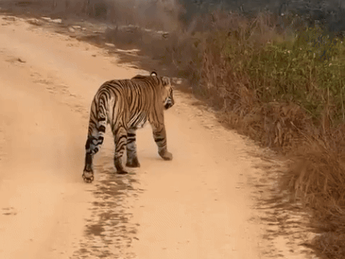 ranthambore-tiger-enters-kuno-national-park-area:tourists-spot-big-cat-in-mp,-officials-assess-potential-threat-to-relocated-cheetahs-inside-park