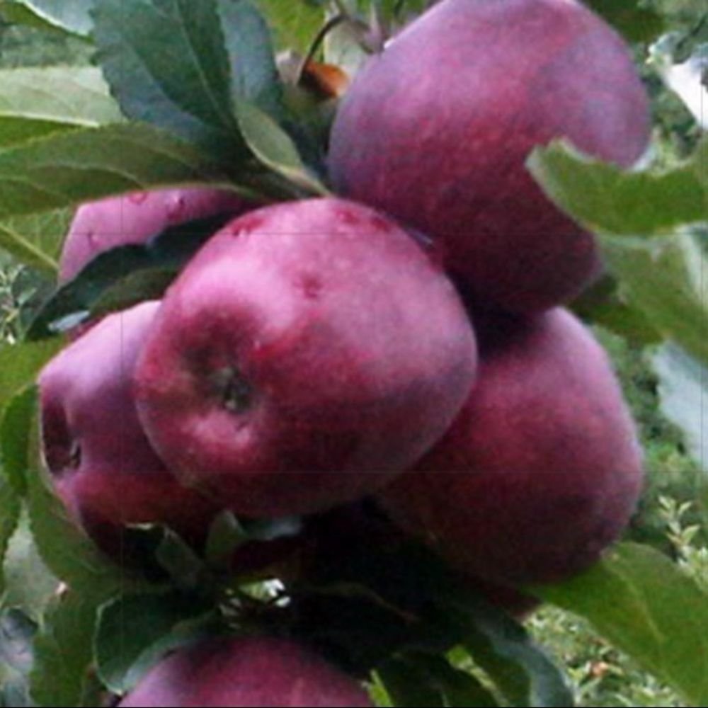 indian-apple-growers-plan-protest-against-india-us-trade-deal:commerce-minister-piyush-goyal-assures-them-better-rates