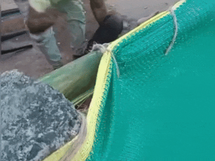 bjp-sarpanch-assaults-man-in-ashoknagar:victim-knocked-down,-thrashed-with-kicks-and-punches-for-protesting-verbal-abuse