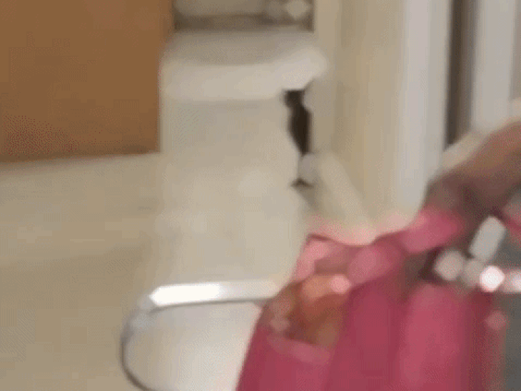 after-rat-tragedy,-cats-roam-in-my-hospital-hiv-unit:kittens-born-in-opd;-hygiene-concerns-resurface