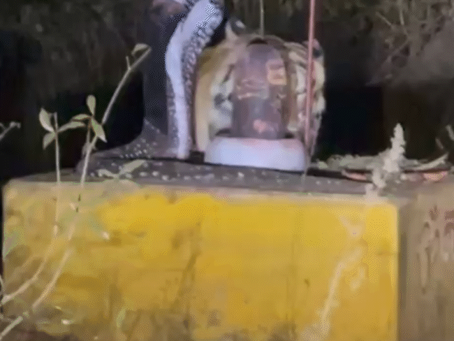 tiger-seen-rubbing-head-on-ancient-shivling-in-katni-forest:sighting-near-village-sparks-fear,-forest-officials-alert