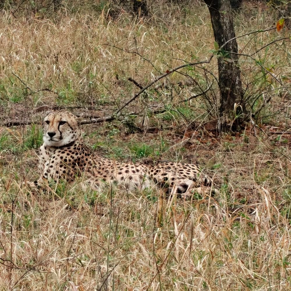 kuno-welcomes-9-cheetahs-from-botswana:union-forest-minister-releases-6-females-and-3-males;-cheetah-population-rises-to-48